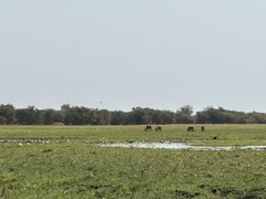 Alcelaphus buselaphus lelwel