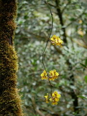 Cyrtochilum