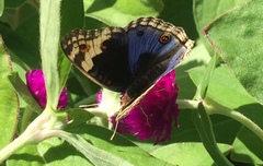 Junonia orithya wallacei