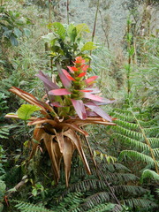 Guzmania gloriosa