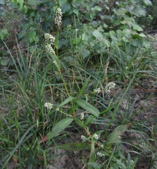 Persicaria tomentosa