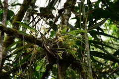 Maxillaria weberbaueri