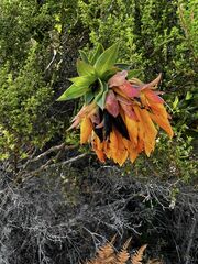 Liparia splendens splendens