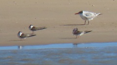 Rynchops flavirostris