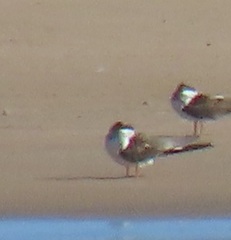 Rynchops flavirostris