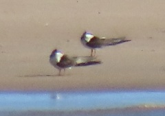 Rynchops flavirostris