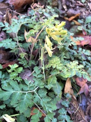 Corydalis balansae