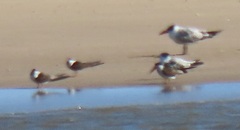 Rynchops flavirostris