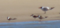 Rynchops flavirostris