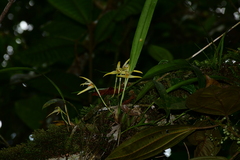 Maxillaria weberbaueri