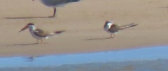 Rynchops flavirostris