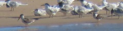 Rynchops flavirostris