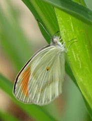 Colotis euippe omphale