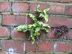 Asplenium scolopendrium scolopendrium