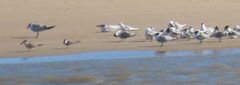 Rynchops flavirostris