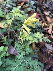 Corydalis balansae