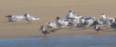 Rynchops flavirostris