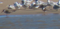 Rynchops flavirostris