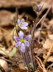 Hepatica