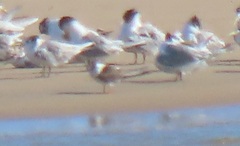 Rynchops flavirostris