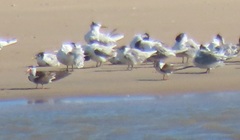 Rynchops flavirostris