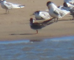 Rynchops flavirostris