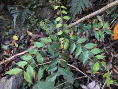 Zanthoxylum scandens