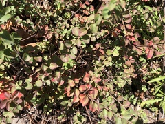 Spiraea prunifolia pseudoprunifolia