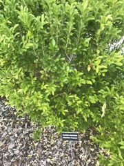 Schaefferia frutescens