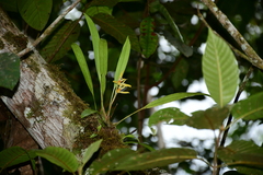 Maxillaria weberbaueri