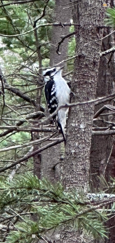 Downy Woodpecker