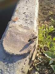 Sphecidae