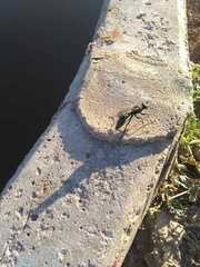Sphecidae
