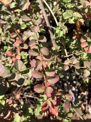 Spiraea prunifolia pseudoprunifolia