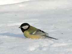 Parus major