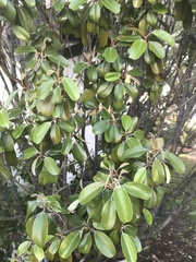 Capparis cynophallophora