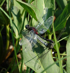 Leucorrhinia orientalis