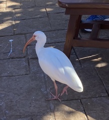 Eudocimus albus