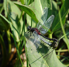 Leucorrhinia orientalis