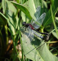 Leucorrhinia orientalis