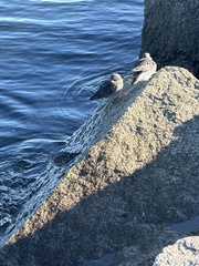 Calidris maritima