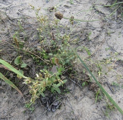 Cerastium holosteoides
