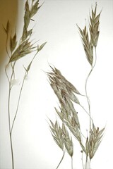 Bromus nottowayanus
