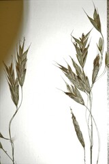 Bromus nottowayanus