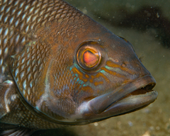 Centropristis striata