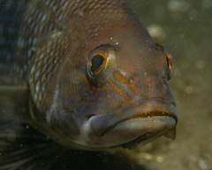 Centropristis striata