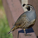 California Quail - Photo (c) Christian Reynolds, some rights reserved (CC BY-NC), uploaded by Christian Reynolds
