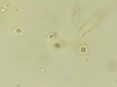 Clavulinopsis corniculata