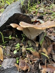 Polyporus
