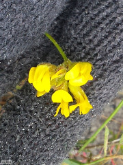 Rhynchosia ferulifolia